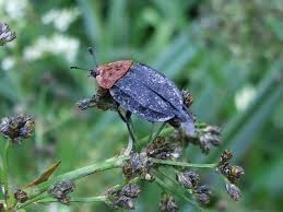 Attēlu rezultāti vaicājumam “Oiceoptoma thoracicum”