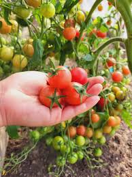 Afbeeldingsresultaat voor rose quartz tomato
