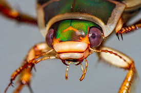 Attēlu rezultāti vaicājumam “Dytiscus marginalis”