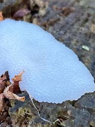 Attēlu rezultāti vaicājumam “Symphytocarpus flaccidus”