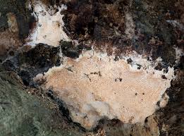 Attēlu rezultāti vaicājumam “Oxyporus corticola”