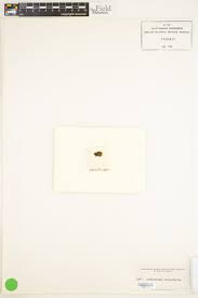 Attēlu rezultāti vaicājumam “Orthotrichum, Nyholmiella”