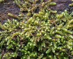 Attēlu rezultāti vaicājumam “Nowellia curvifolia”