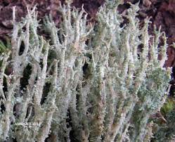 Attēlu rezultāti vaicājumam “Cladonia squamosa”