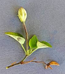 Attēlu rezultāti vaicājumam “Viola rupestris bud”