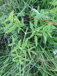 Attēlu rezultāti vaicājumam “Angelica palustris”