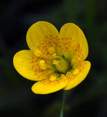 Attēlu rezultāti vaicājumam “Saxifraga hirculus flower”