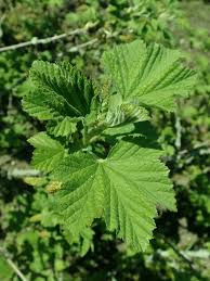 Attēlu rezultāti vaicājumam “Ribes rubrum leaf”