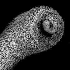 Attēlu rezultāti vaicājumam “Amaurochaete fusiformis”