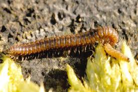 Attēlu rezultāti vaicājumam “Craspedosoma rawlinsi”