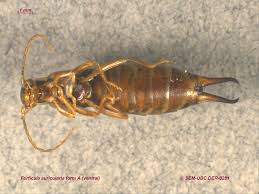 Attēlu rezultāti vaicājumam “Forficula auricularia”