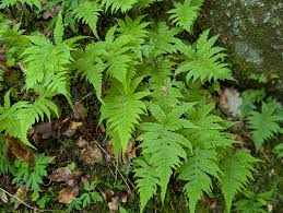 Attēlu rezultāti vaicājumam “Phegopteris connectilis”