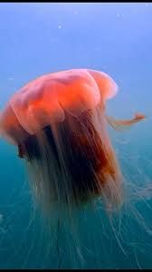 Image result for Cyanea capillata