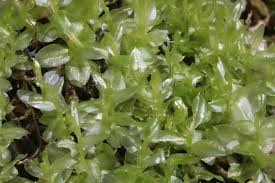 Attēlu rezultāti vaicājumam “Plagiomnium elatum”