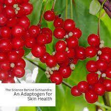 Attēlu rezultāti vaicājumam “Schisandra chinensis”