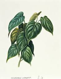Attēlu rezultāti vaicājumam “Araceae”