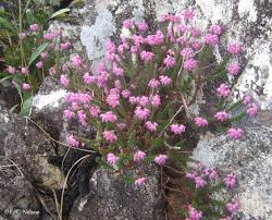 Attēlu rezultāti vaicājumam “Erica tetralix fruit”