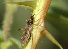 Attēlu rezultāti vaicājumam “Dicyphus sp.”