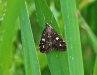 Attēlu rezultāti vaicājumam “Udea olivalis”