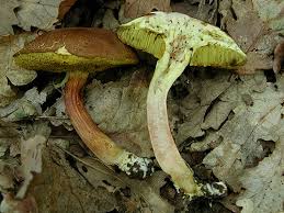 Attēlu rezultāti vaicājumam “Xerocomus subtomentosus”