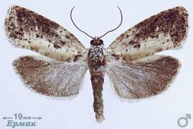 Attēlu rezultāti vaicājumam “Hedya salicella”