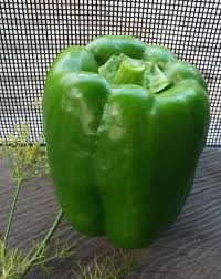 Afbeeldingsresultaat voor california wonder 300 sweet pepper