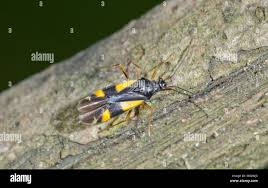 Attēlu rezultāti vaicājumam “Dryophilocoris flavoquadrimaculatus”