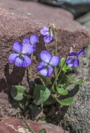 Attēlu rezultāti vaicājumam “Viola rupestris”