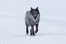 Image result for Weston Rhyn Wolves