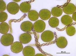 Attēlu rezultāti vaicājumam “Porella platyphylla macro”