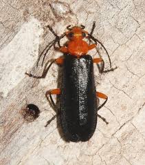 Attēlu rezultāti vaicājumam “Pyrochroidae”