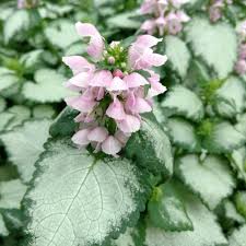 Attēlu rezultāti vaicājumam “Lamium”