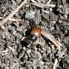 Attēlu rezultāti vaicājumam “Aphodius sp.”