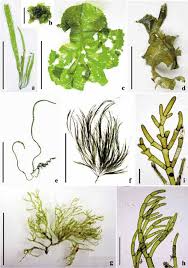 Attēlu rezultāti vaicājumam “Enteromorpha sp.”