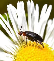 Attēlu rezultāti vaicājumam “Mordellidae”