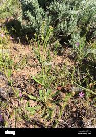 Attēlu rezultāti vaicājumam “Lepidium densiflorum”