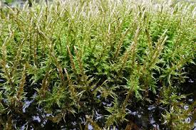 Attēlu rezultāti vaicājumam “Calliergon giganteum”