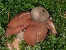 Attēlu rezultāti vaicājumam “Geastrum rufescens”