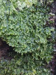 Attēlu rezultāti vaicājumam “Metzgeria furcata”