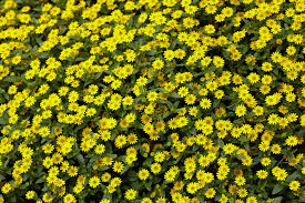 Image result for Sanvitalia procumbens