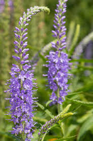 Attēlu rezultāti vaicājumam “Veronica longifolia fruit”