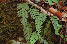 Attēlu rezultāti vaicājumam “Polypodium vulgare”