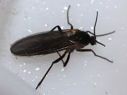 Attēlu rezultāti vaicājumam “Sciara analis”