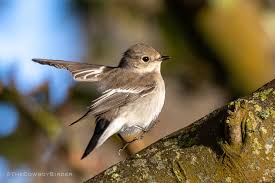 Attēlu rezultāti vaicājumam “Ficedula hypoleuca juvenile”