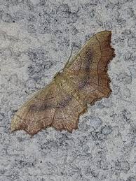 Attēlu rezultāti vaicājumam “Idaea emarginata”