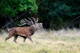 Attēlu rezultāti vaicājumam “Cervus elaphus”