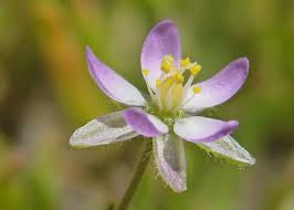 Attēlu rezultāti vaicājumam “Spergularia marina flower”
