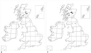 Attēlu rezultāti vaicājumam “Pseudobryum cinclidioides cells”
