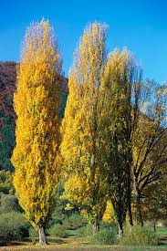 Attēlu rezultāti vaicājumam “Populus nigra”