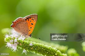 Attēlu rezultāti vaicājumam “Lycaena phlaeas male”